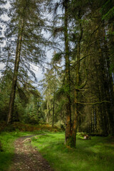 Naklejka premium Walking path in the middle of forest