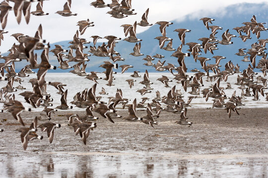 Flock of Pectoral sandpipers flying over wetlands