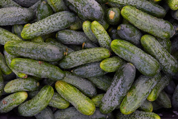 Freshly picked cucumbers for sale at the market