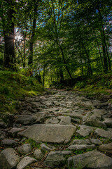 Naklejka premium Old stone path in the middle of green woods