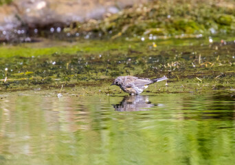 Birds in Eleven Mile Canyon