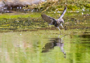 Birds in Eleven Mile Canyon