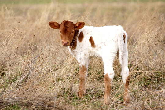 A young calf standing in the pasture.