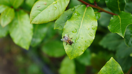 Bee On The leaf