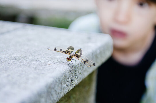 Boy looks at a dragon fly