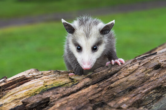 Opossum Joey (Didelphimorphia) Stares Straight Out From Atop Log Summer