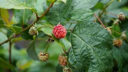 red berries of a raspberry