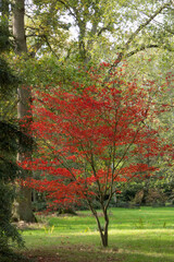Autumn colours on trees in the fall, red, gold, yellow leaves beautiful sunlight