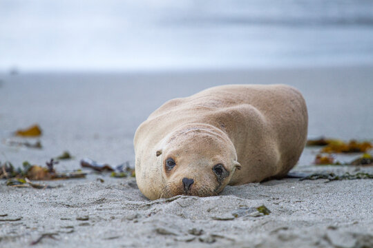 Wild California sea lion pup on a beach