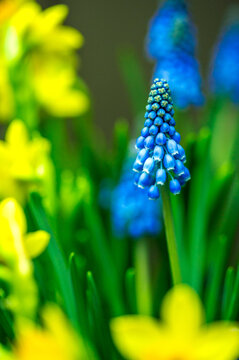 A hyacinth and her daffodil entourage