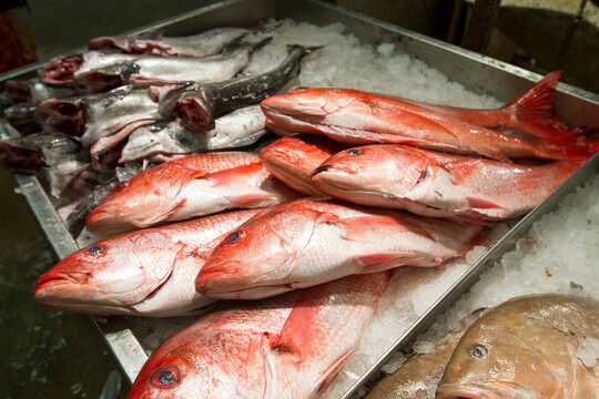 Fresh fish, including red snapper, for sale at a New York wholesale market