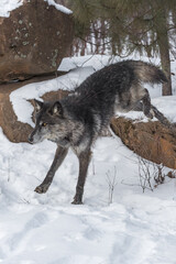 Fototapeta na wymiar Black Phase Grey Wolf (Canis lupus) Jumps Off Rock Winter