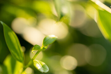 The green leaf is growing and close up Leaf top 