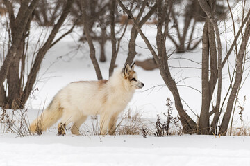 Red Marble Fox (Vulpes vulpes) Under Bushes Stares Right Winter