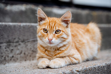 red cat sitting on the steps posing for the camera, beautiful fluffy kitten sitting on the porch, red kitten aged one year © Aleksey