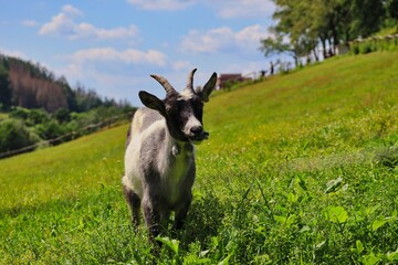 Fototapeta premium Little Domestic Goat Grazing on a Meadow during Sunny Day in Czech Farm Park. 