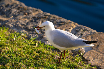 Seagull bird standing with fish in mouth.