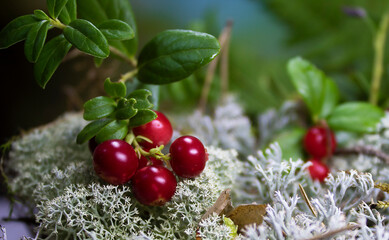 cranberry berries