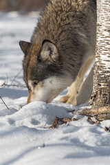 Grey Wolf (Canis lupus) Nose to Ground Beside Tree Winter
