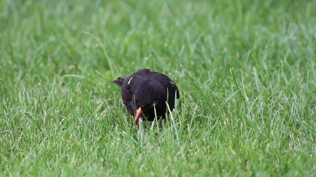 Close shot for a Merlo black common bird on the floor searching for food between green grass. Turdus merula.