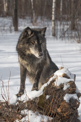 Black Phase Grey Wolf (Canis lupus) Paws on Log Looks Right Winter