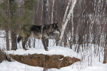 Black Phase Grey Wolf (Canis lupus) Stares Intently Right Atop Snow Covered Rock Winter