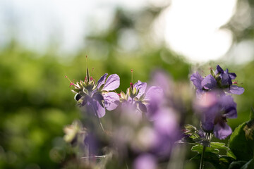 flowers in the forest after rain