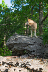 Grey Wolf (Canis lupus) Stands Atop Rock Looking Left at Edge of Forest Summer