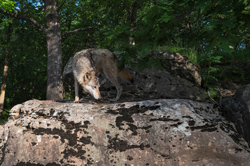 Grey Wolf (Canis lupus) Turns Right Head Down to Sniff on Rock Summer