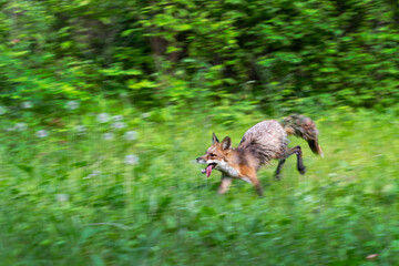 Red Fox (Vulpes vulpes) Runs Left Tongue Lolling Panning