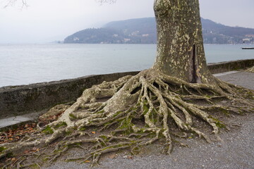 big tree on the shore showing roots by annecy lake, france