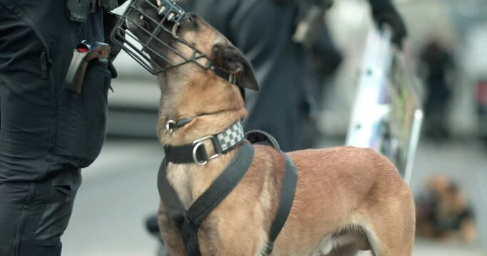 Norwegian police officer in riot gear with muzzled dog in violent Oslo demonstration
