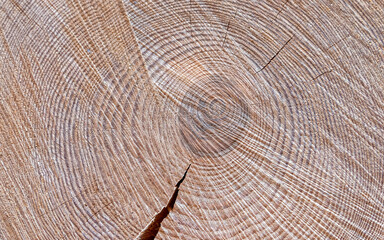 Fototapeta premium tree trunk cut top view closeup, natural pattern background