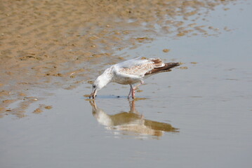 Junge Silbermöwe am Strand