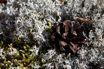 fir cone on the moss