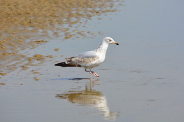 Junge Silbermöwe am Strand