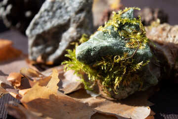 lichen on a rock