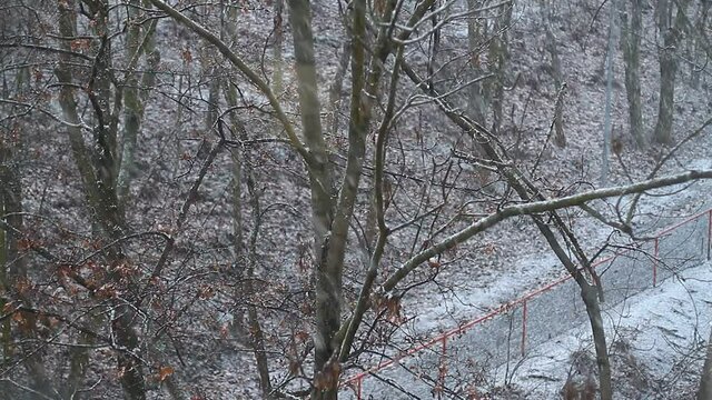 snowing smoothly on trees and pathway, no people