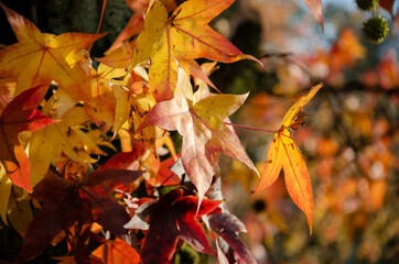 closeup on orange yellow leaves on autumn season