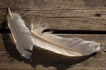 white feather on wood background