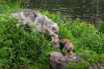 Grey Wolf (Canis lupus) Sniffs at Two Pups on Pond Island Summer