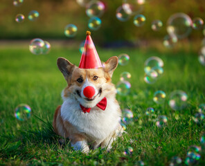 festive portrait of a Corgi puppy in a red cap and a funny clown nose in soapy shiny bubbles sitting on the green grass and smiling