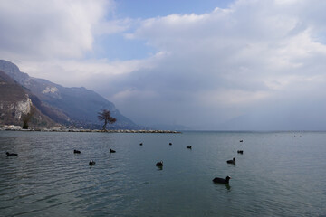 black moorhens on annecy lake, france on a stormy day