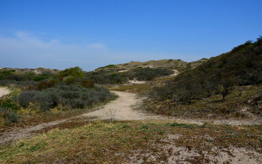 Fototapeta na wymiar Weg im Nationalpark Süd-Kennemerland
