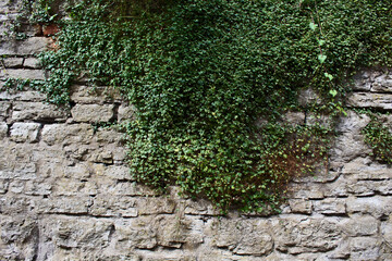 old stone wall with ivy