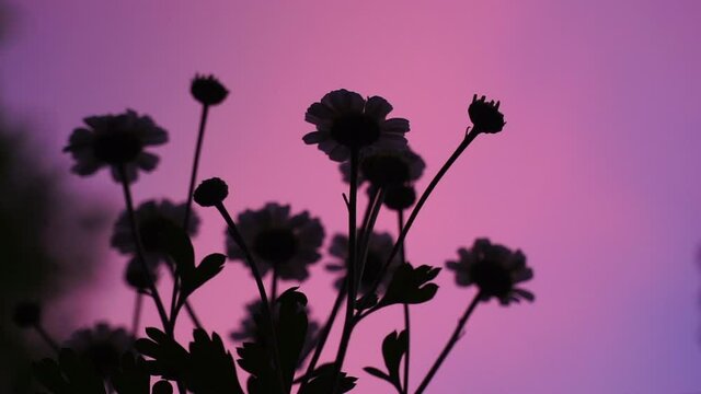 Feverfew flowers, Tanacetum parthenium, silhouetted against a colorful sunset sky.