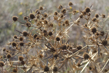 the prickly dried flowers