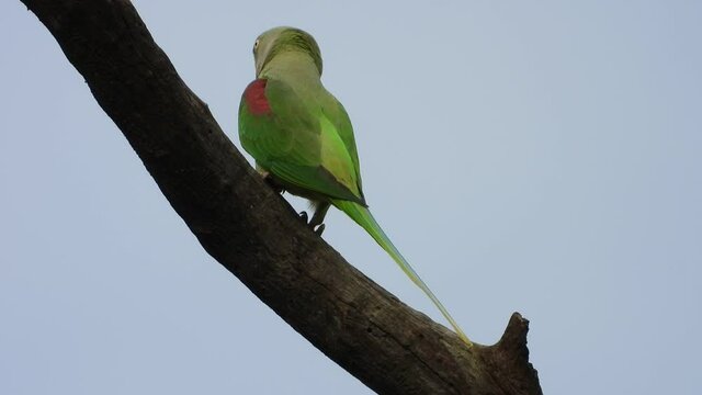 Parrot in tree UHD Mp4 4k ....