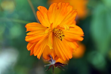 Blüte einer gelben Kosmee