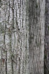tree bark texture